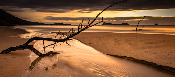 Driftwood at beach during sunset