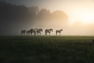 Silhouette horses standing on grassy field against sky during sunset