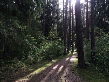 Road amidst trees in forest