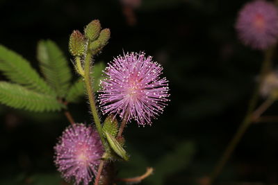 Close-up of thistle blooming outdoors