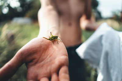 Close-up of insect on hand holding leaf