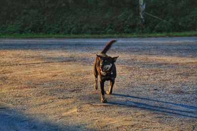Dog standing on road
