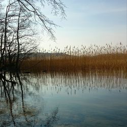 Reflection of trees in lake