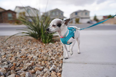 Dog on footpath