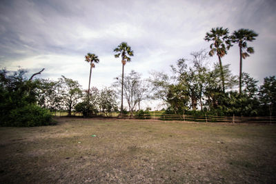 Palm trees on field against sky