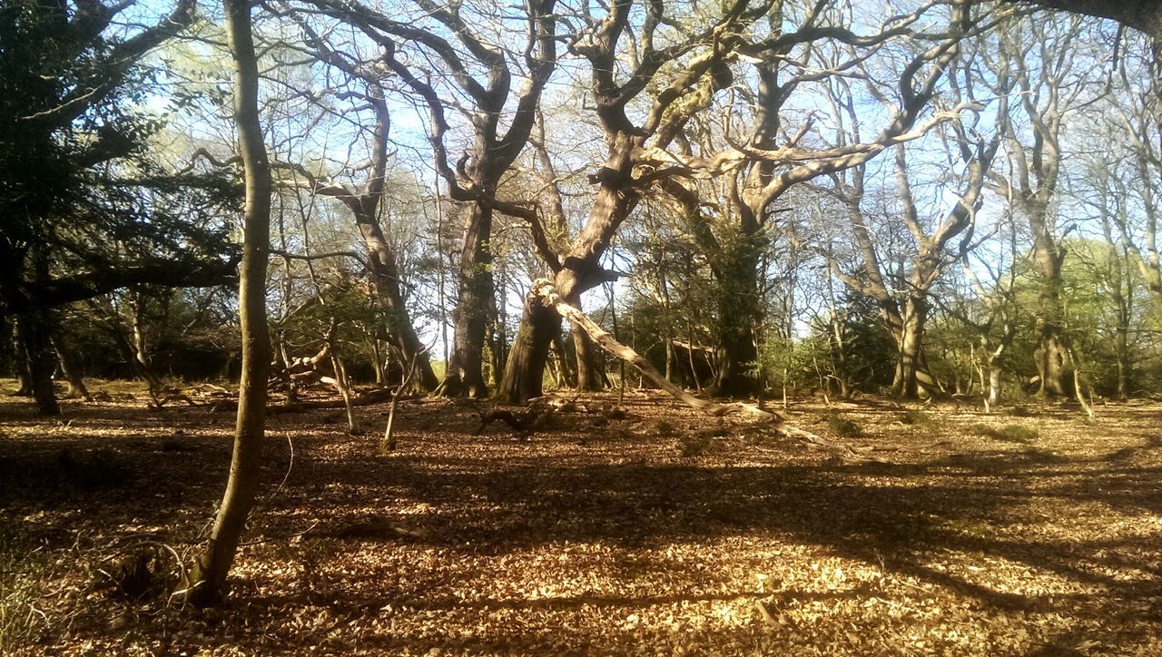 tree, nature, growth, outdoors, no people, day, beauty in nature, sky