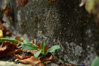 Close-up of leaves on tree trunk