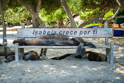 Information sign on tree