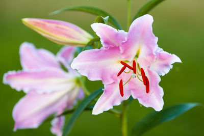 Close-up of day lily blooming outdoors
