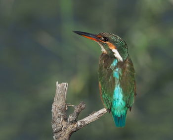 Close-up of bird perching on branch