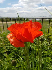 Close-up of red poppy blooming on field against sky