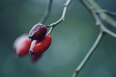 Close-up of rose hips 