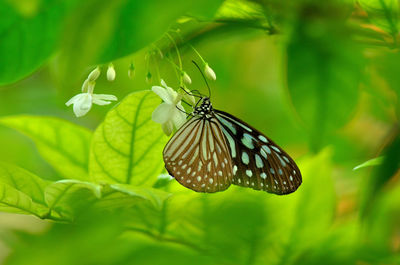 Close-up of butterfly pollinating on leaves