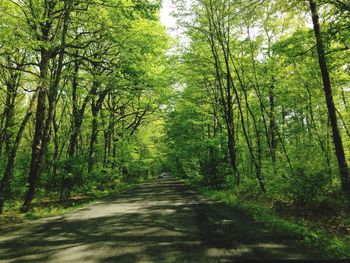 Road passing through forest