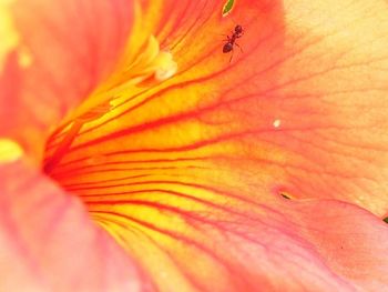 Macro shot of red flower