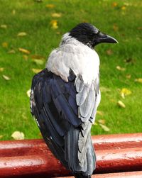 Close-up of bird perching on railing