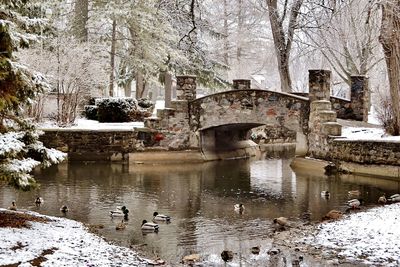 View of swans in winter