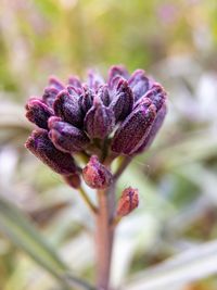 Close-up of purple flowering plant