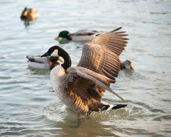 Ducks swimming in lake