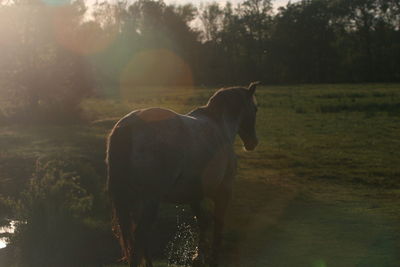 Dog standing in a field