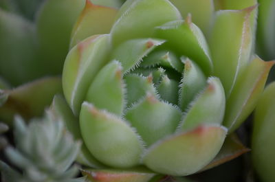 Close-up of houseleek plant growing outdoors