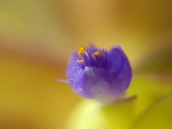 Close-up of insect on purple flower