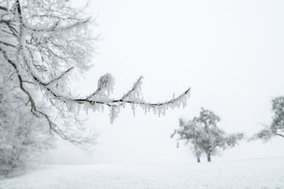 Close-up of frozen tree against clear sky during winter