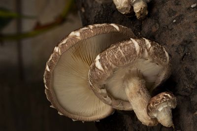 Close-up of a mushroom