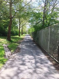 Walkway amidst trees