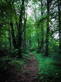 Trees growing in forest