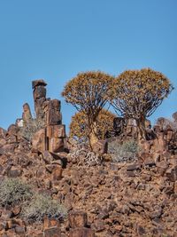 Trees growing on old ruins against clear blue sky