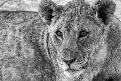 Lion cub closeup