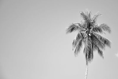 Low angle view of trees against clear sky