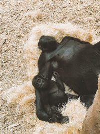 Black cat sitting on floor