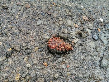 High angle view of insect on rock