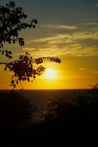 Silhouette of trees at sunset