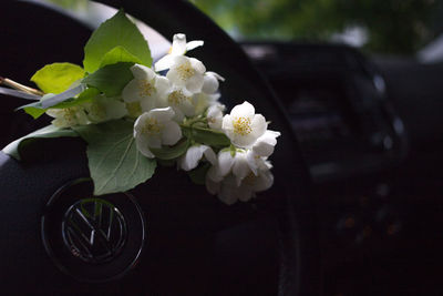 Close-up of white rose flower