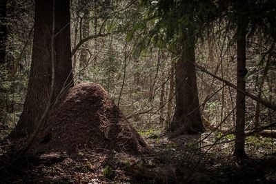 Trees in forest