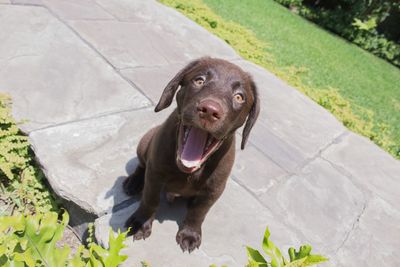 High angle portrait of dog sitting on grass