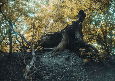 Low angle view of sunlight falling on rocks in forest