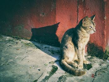 Cat on street