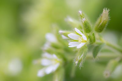 Close-up of white flowers