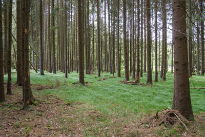 Pine trees in forest