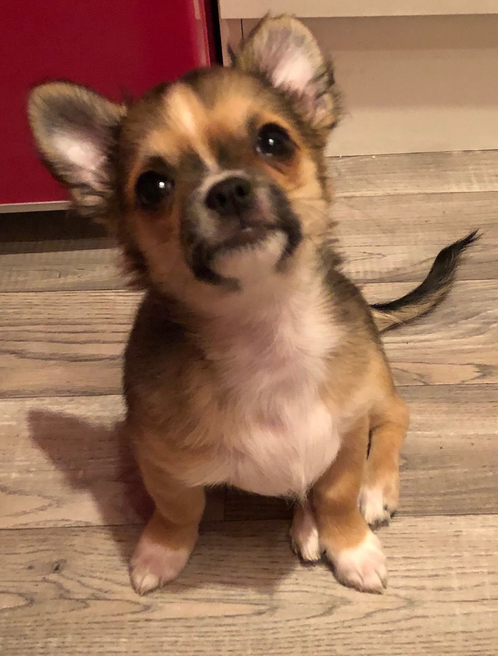 PORTRAIT OF CUTE PUPPY LYING ON FLOOR