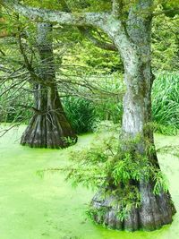 Trees growing in park