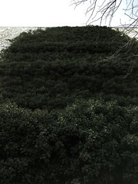 Close-up of tree against sky