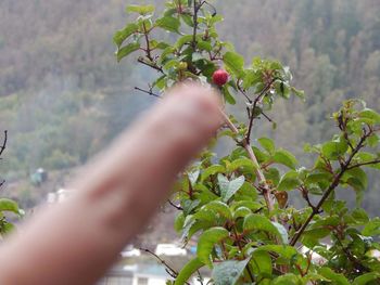 Close-up of hand holding plant