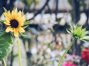 Close-up of yellow flower blooming