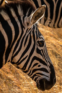 Close-up of a tiger in zoo