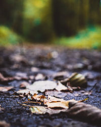 Close-up of fallen autumn leaves on road
